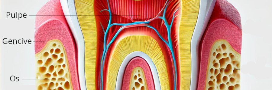 endodontie-bagneux